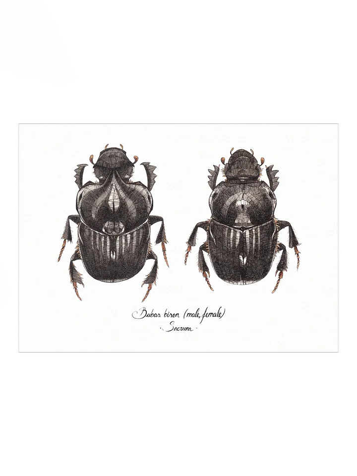 Bubas Bison • Print product image (1)
