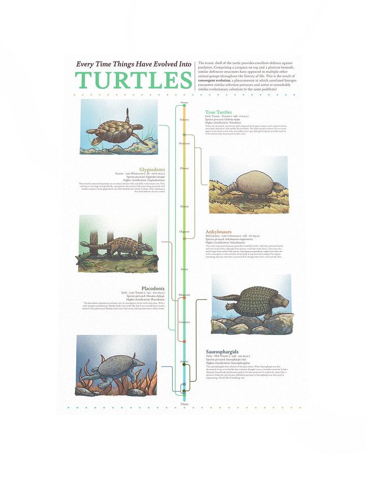 Turtle Convergence Poster product image (1)