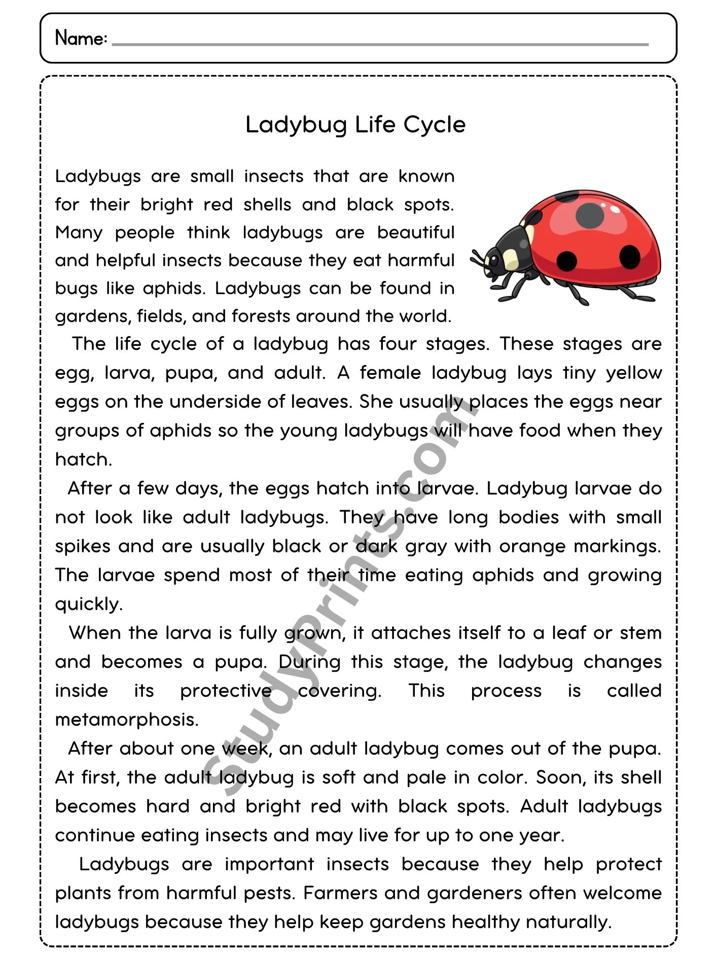 Ladybug Life Cycle Reading Comprehension Passage and Questions | Printable PDF product image (2)