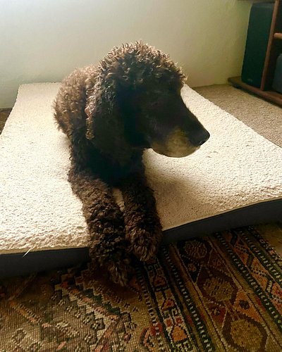 Old dogs are freaking beautiful! #seniordog #irishwaterspaniel