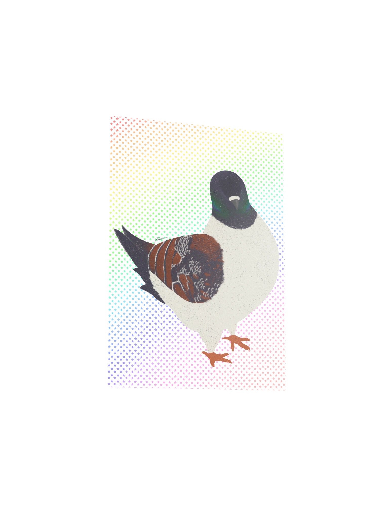 Modena Pigeon (2026) product image (8)
