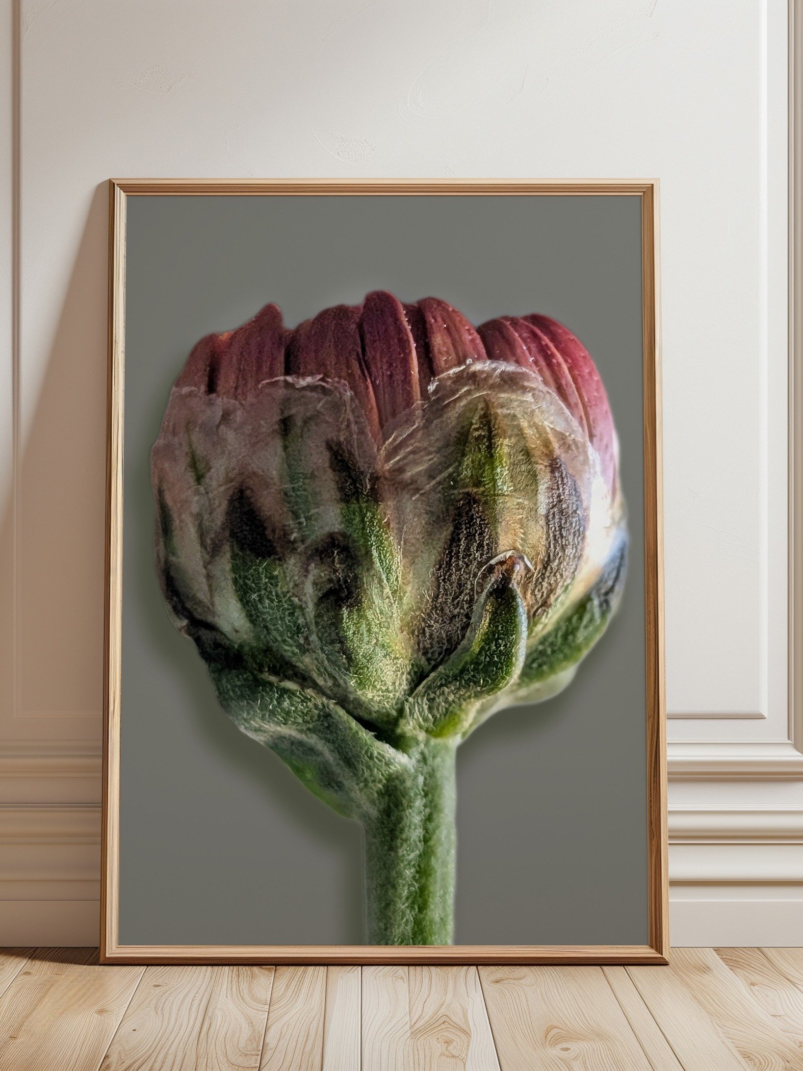 Gerbera Bud Macro Photography Print | Moody Botanical Wall Art | Printable Digital Download product image (1)