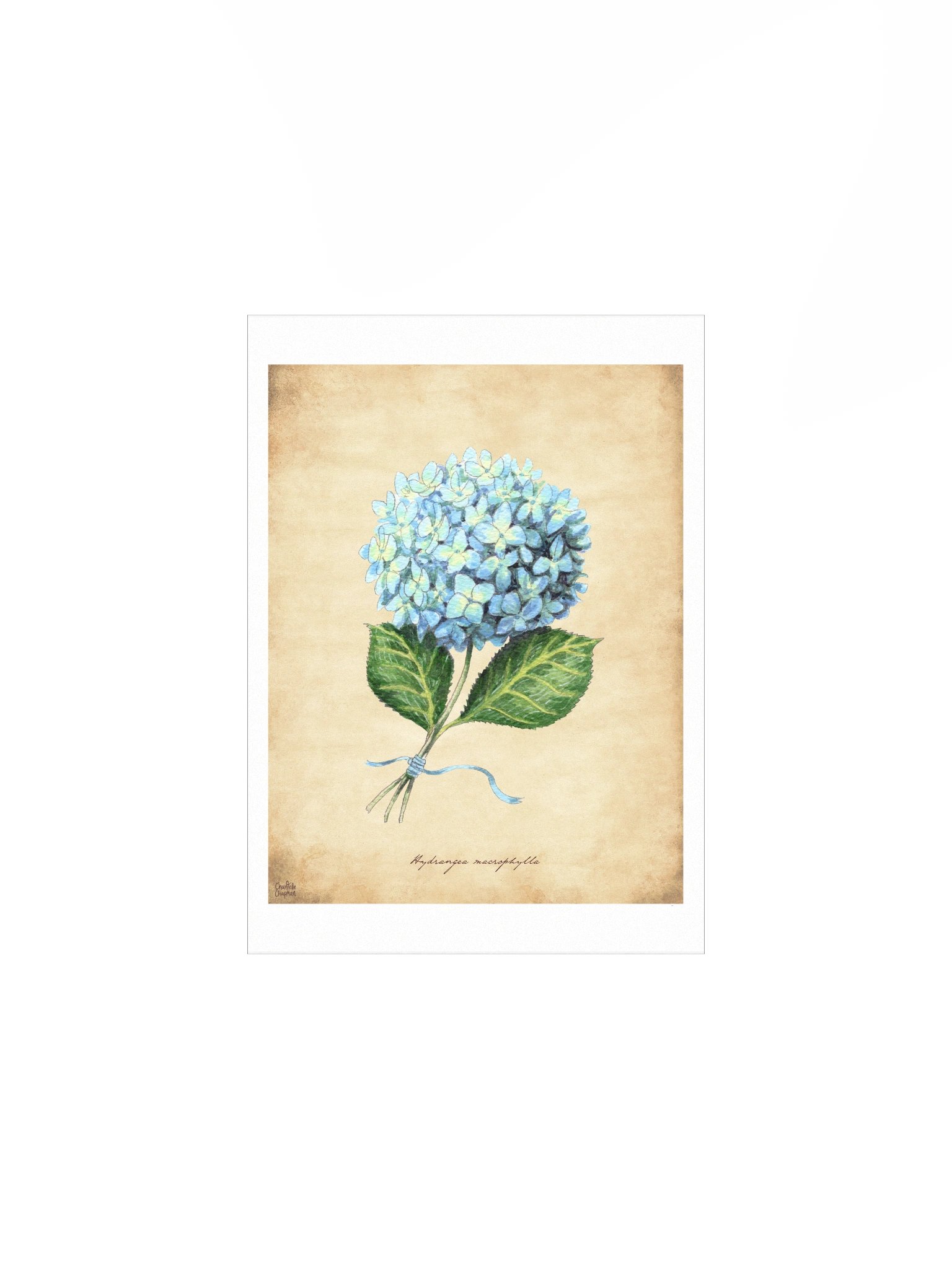 Hydrangea - Art Print product image (3)