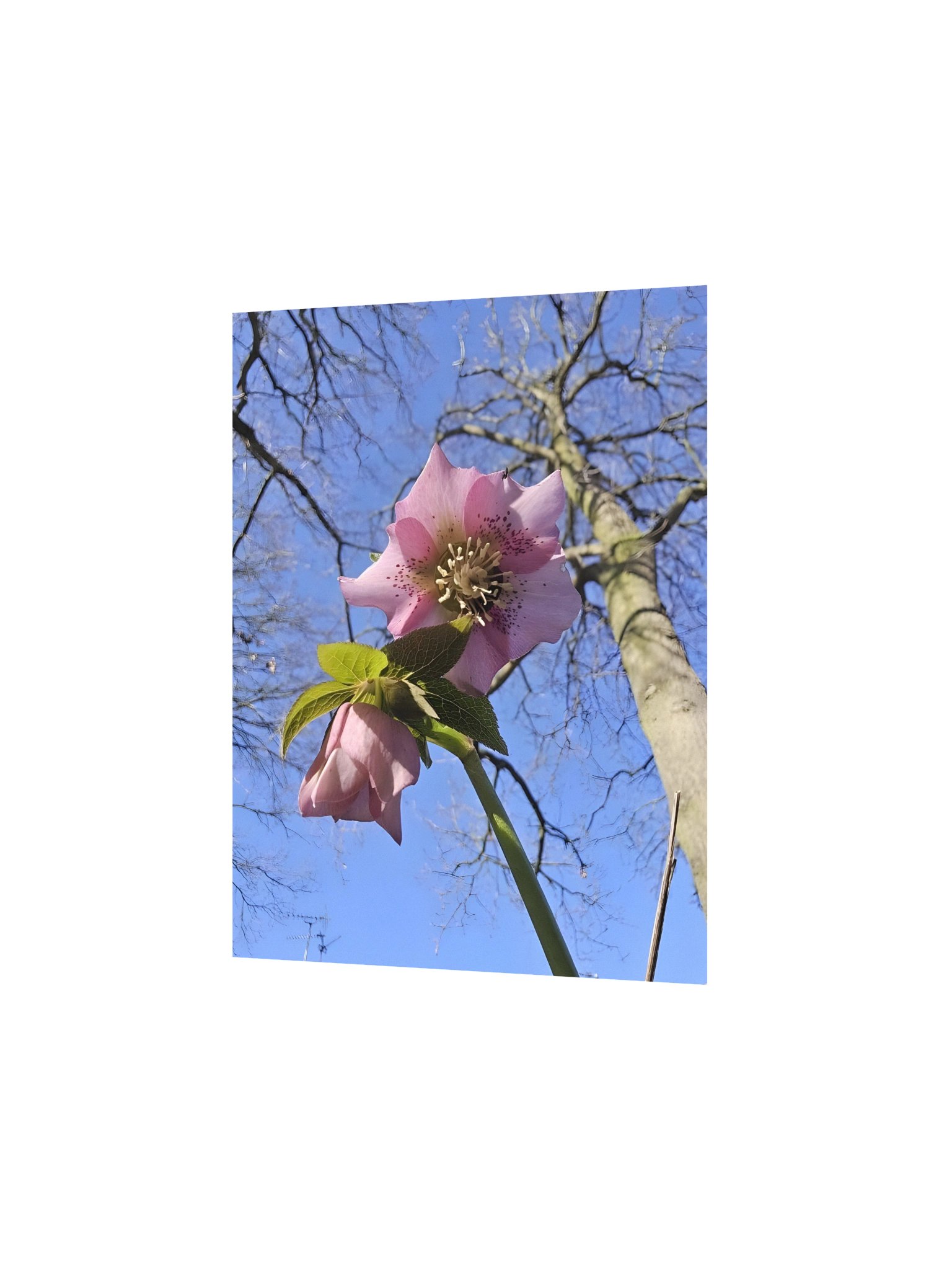 Hellebore from Below product image (2)