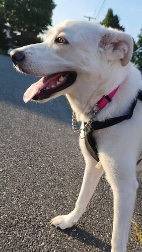 Miss Kitty ♡ ft Mr Meow ♤

/|\

#awen #fey #cwnannwn #fae #dogsofinstagram #hound #gpmix #greatpyrenees