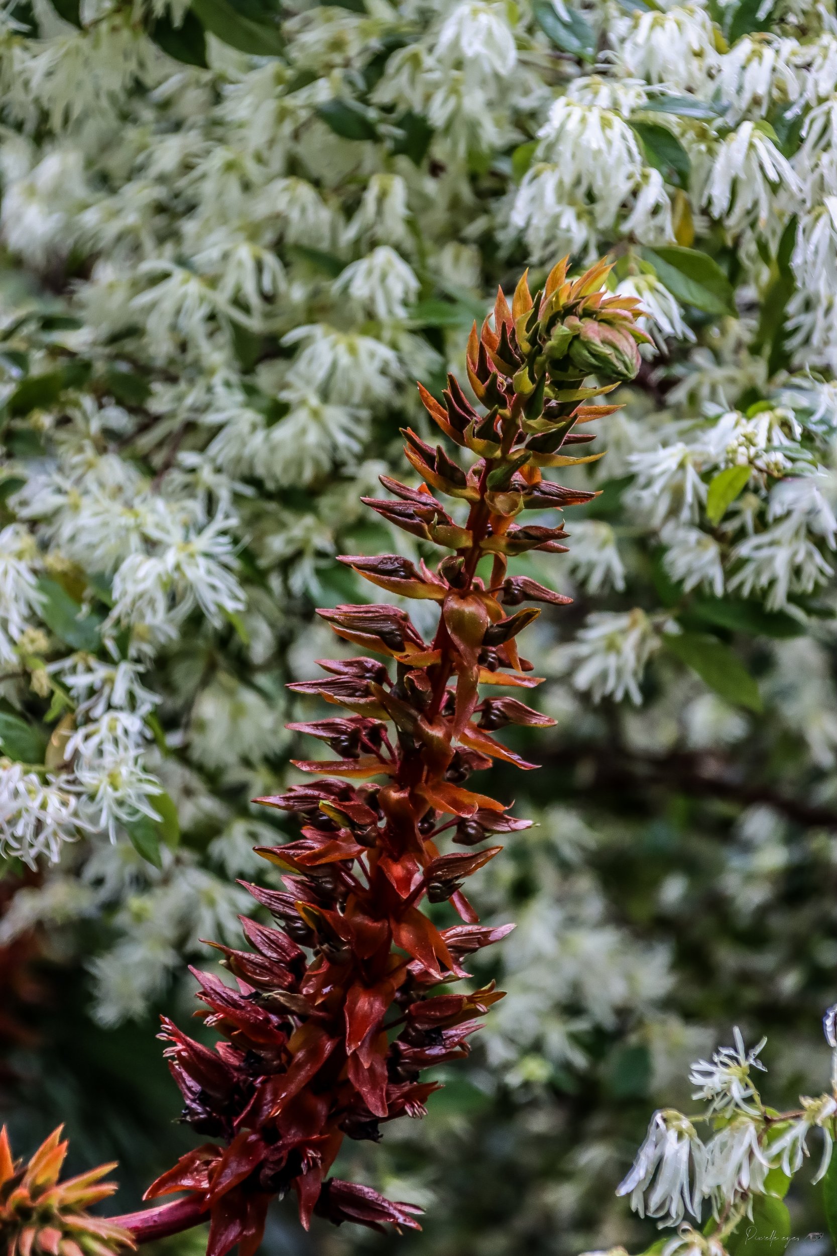 Fine Art – The Dance of Contrasts product image (1)