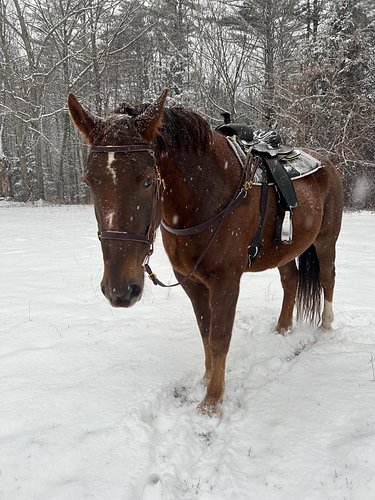 Took advantage of the snowy weather to take Jules for a little excursion! No riding today, but we had a good time exploring t...