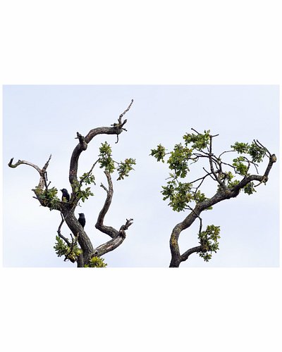 Buggering about in the back garden a couple of weeks back. OM System 40-150mm f2.8 Pro + MC 14 Teleconverter. 

#omsystem #mi...