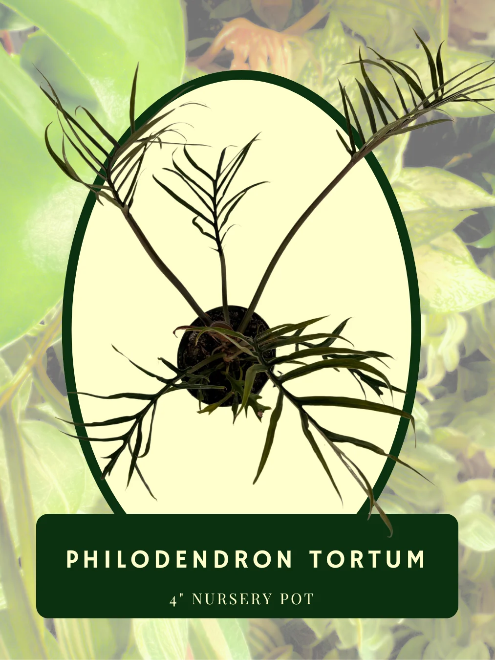 Philodendron Tortum product image (2)