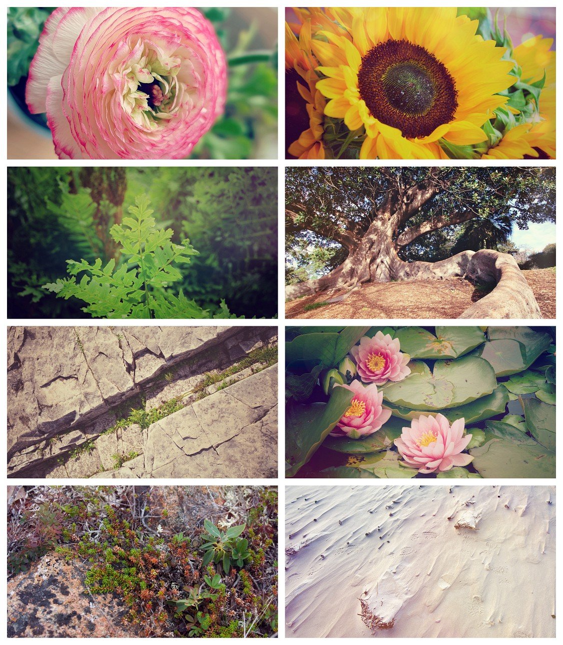 Intimate Nature | The Divine Mirror Desktop Wallpaper Collection product image (1)