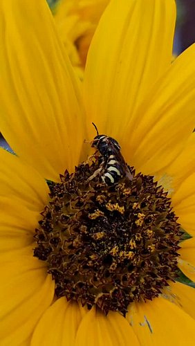This Texas Cuckoo Bee hit snooze and went right back to sleep on my sunflower 🌻 😴

Caught this one napping at dusk yesterday,...