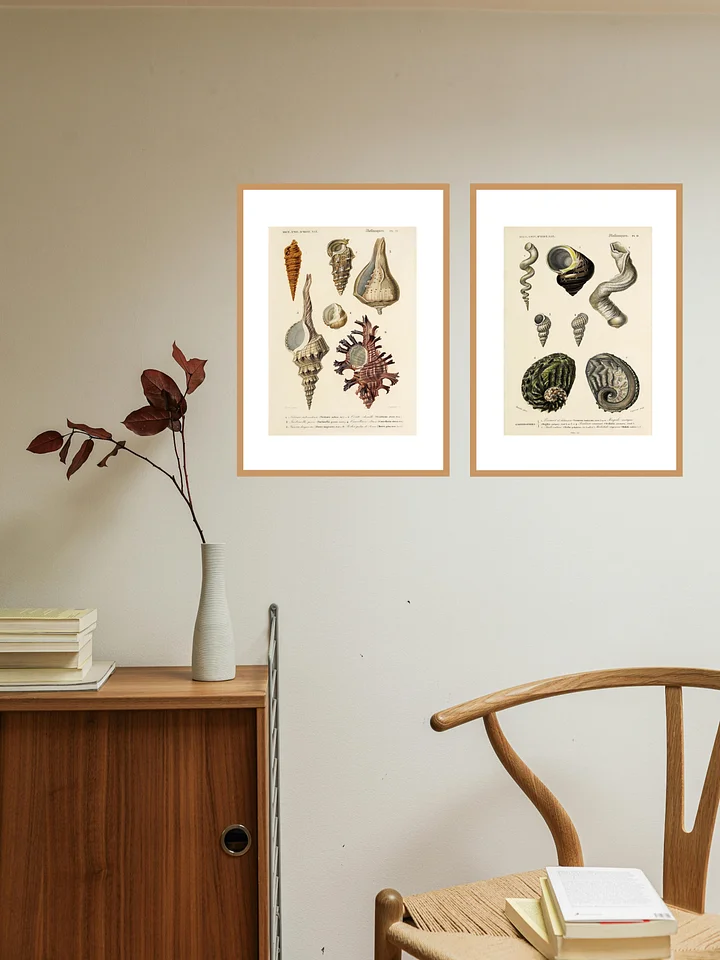 Mollusks - Shells product image (2)