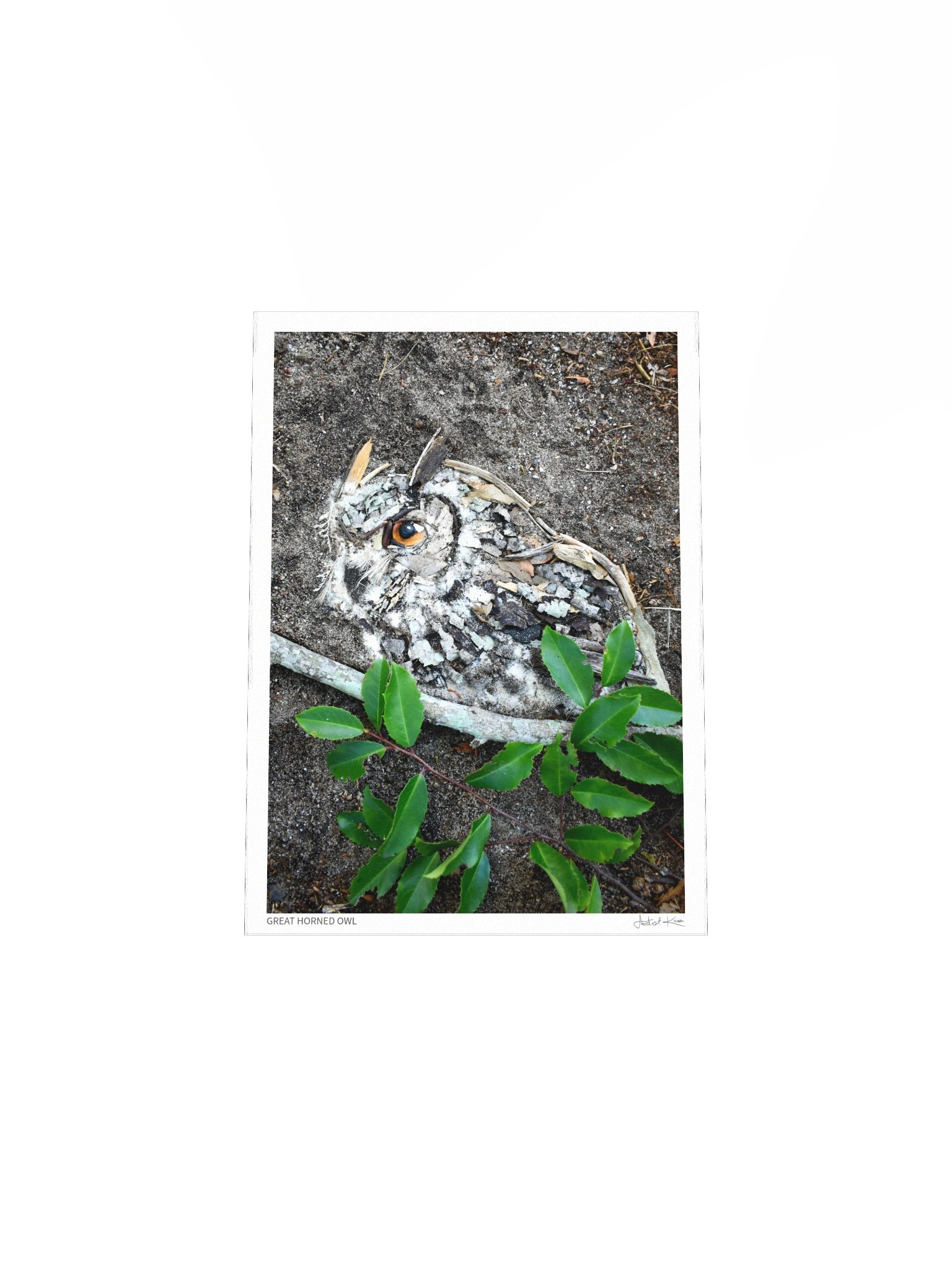 GREAT HORNED OWL | Fine Art Print product image (5)