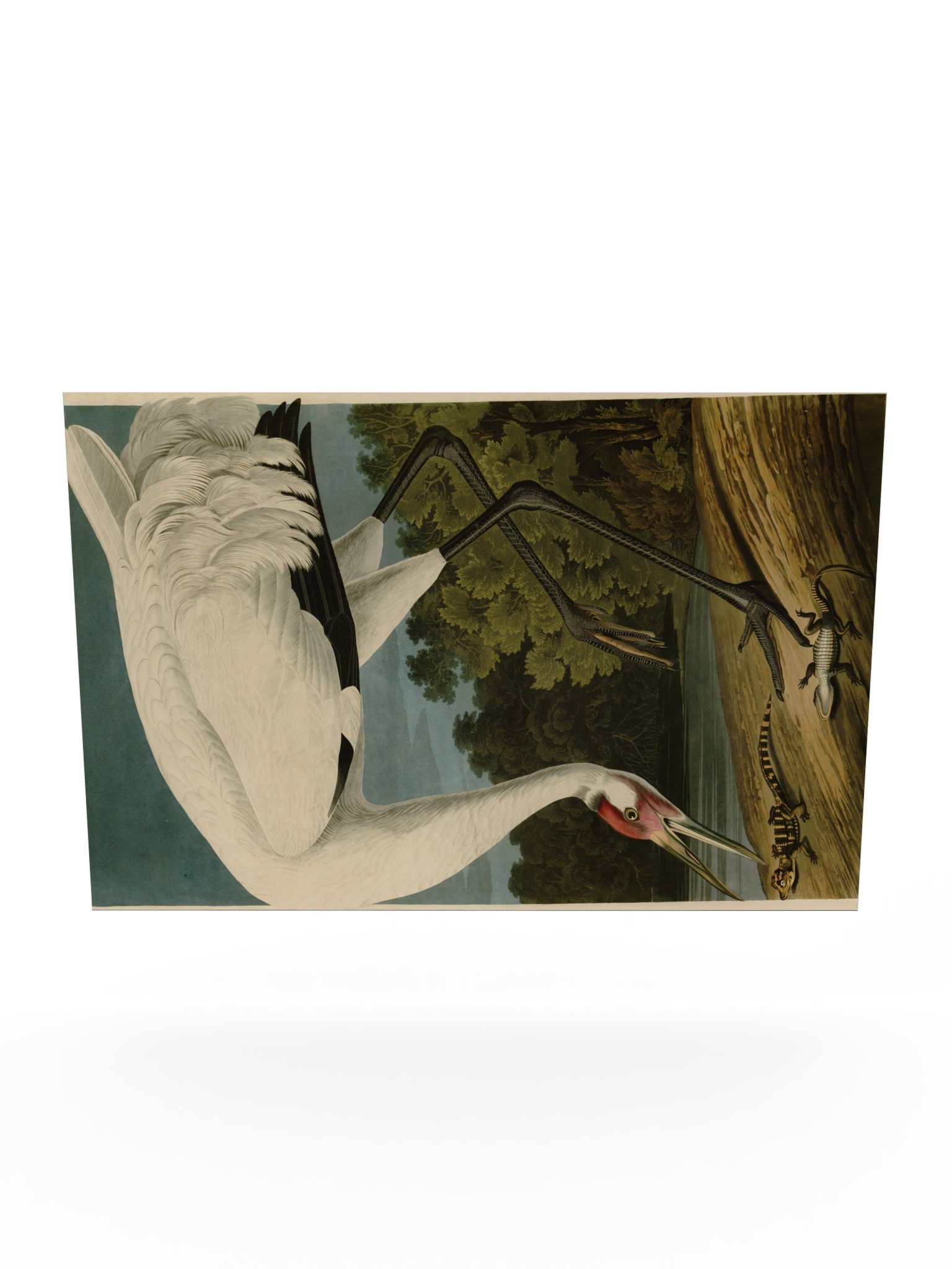 Hooping Crane, Plate 226 – Audubon Poster product image (10)