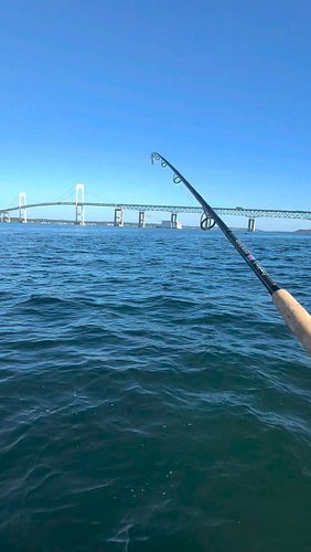 I had a blast today with @mad_dawg_fisherman401 out on his boat. We did not find the hard tails like we wanted but caught som...