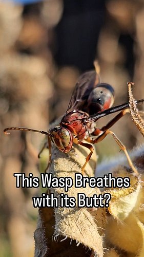 Turns out that butt is also how this red paper wasp breathes 😅🤣

Well, technically speaking, it's their abdomen, or gaster if...
