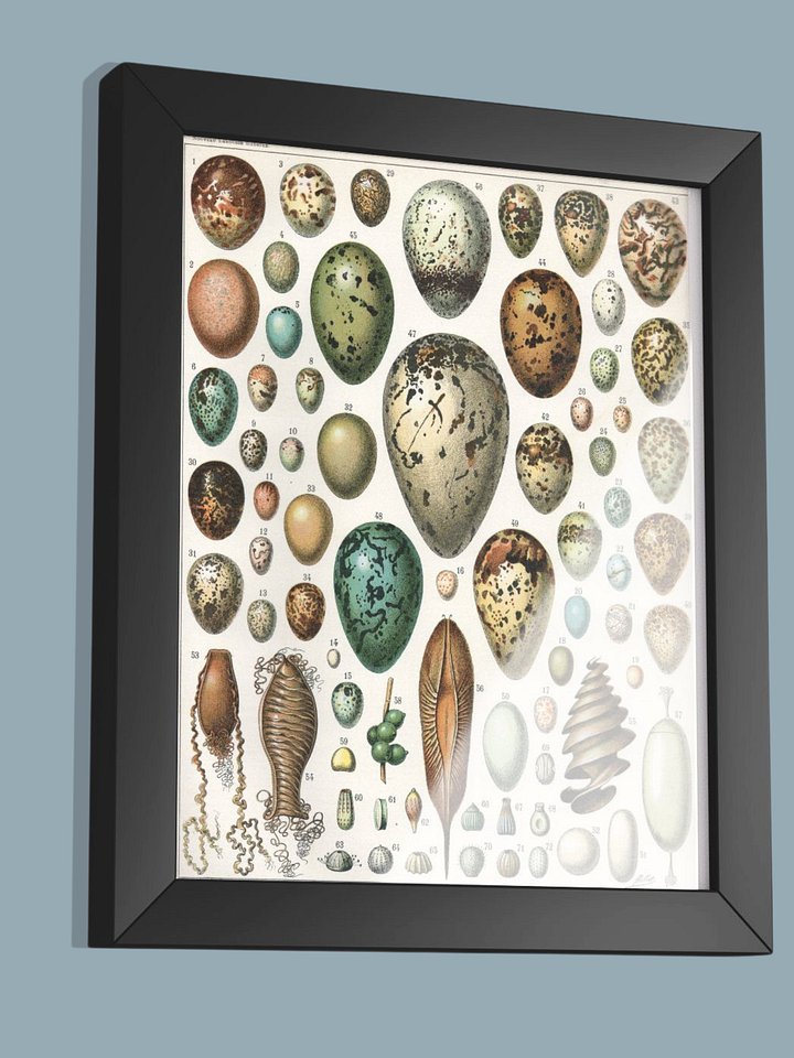 Oeufs, Nouveau Larousse Illustré 1897-1904 product image (2)