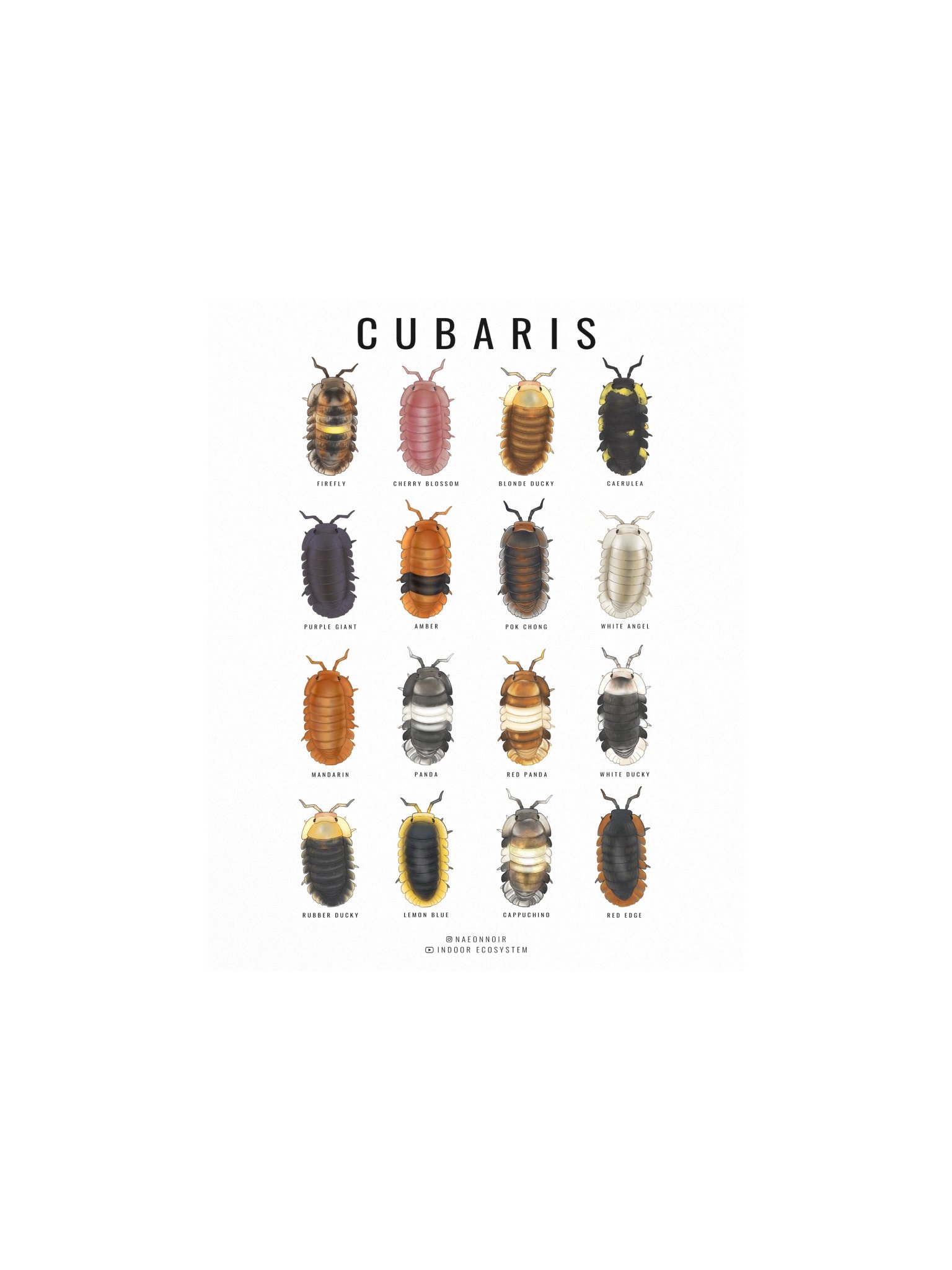CUBARIS ISOPODS POSTER (WHITE) product image (1)