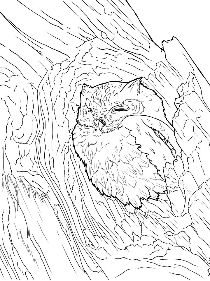 Coloring Page- Western Screech Owl product image (1)