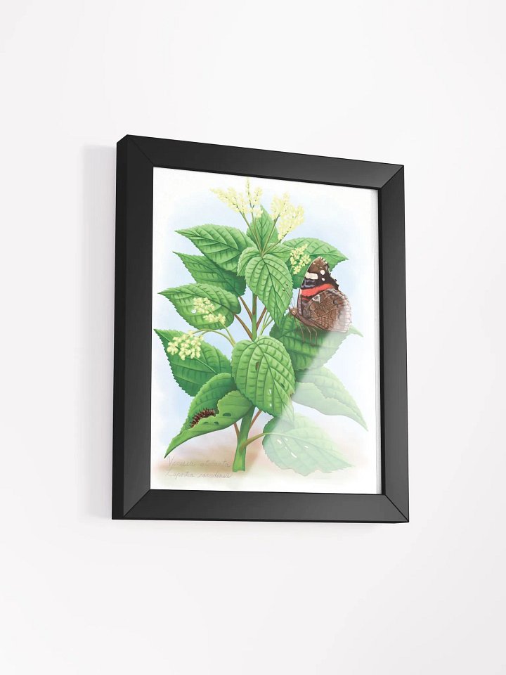 Red Admiral Butterfly & Caterpillar product image (17)