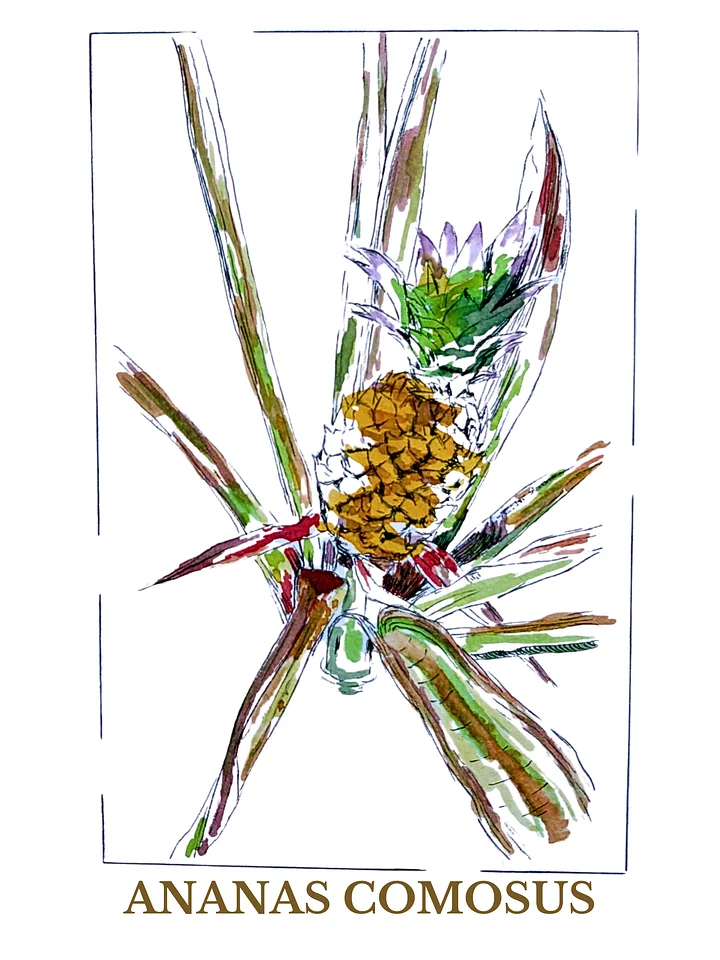 Ananas Comosu, fine art print (digital download) product image (1)
