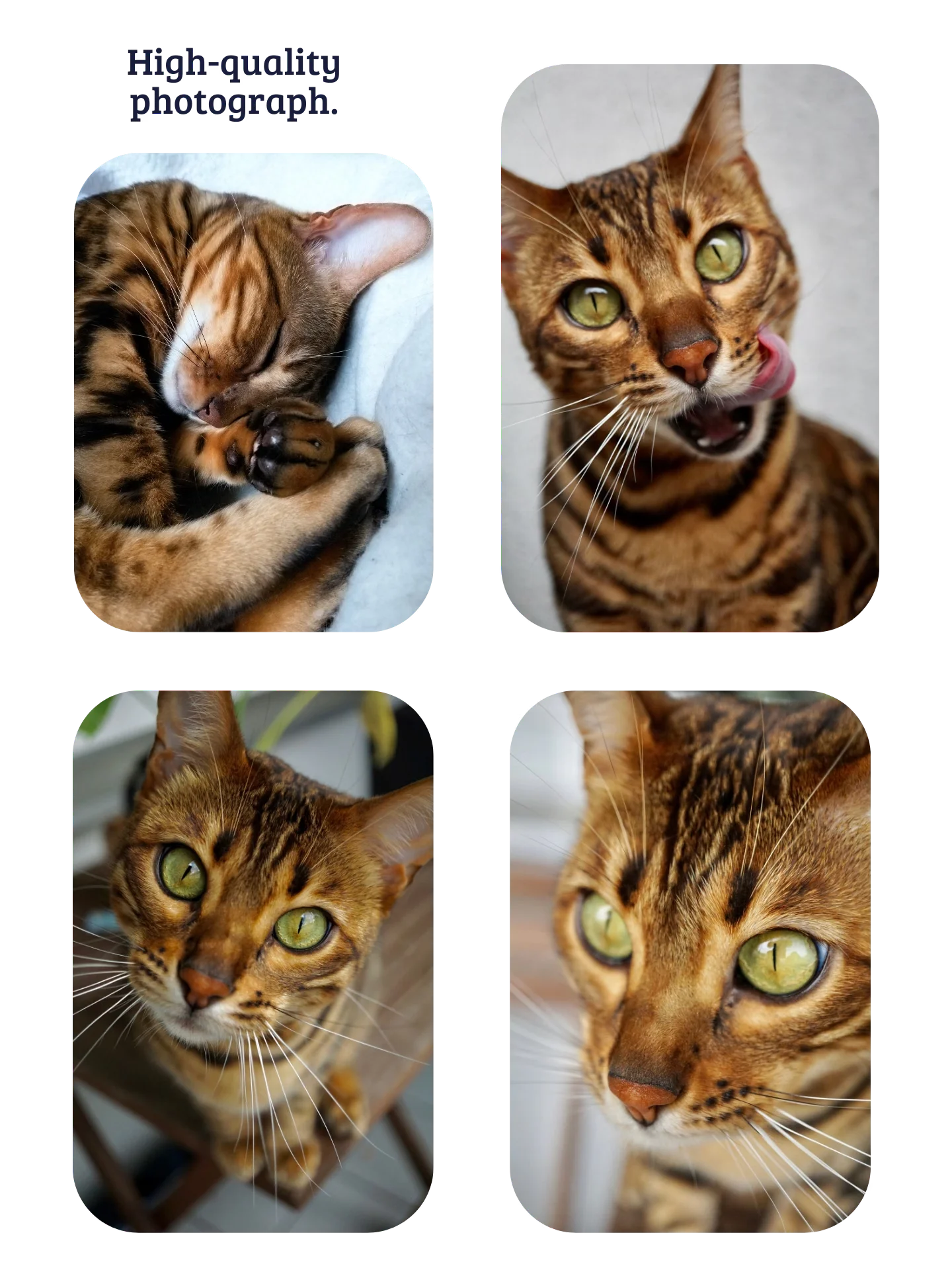 Custom Pet Photo Collage T-Shirt product image (4)