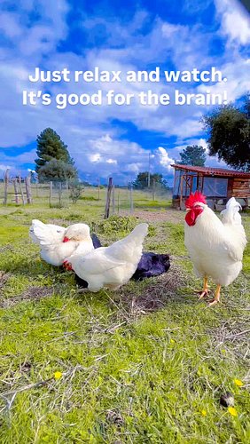 Brain break! 😍🥰Just watch & relax for 1 minute… #jaraland #mrmachotherooster #chicken