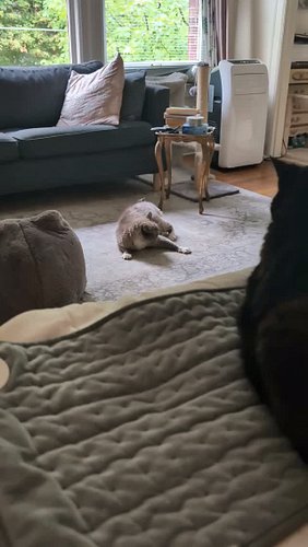 Floor wrestling 

#earlymorning #katewolf #adoptdontshop #catsofinstagram #romeo