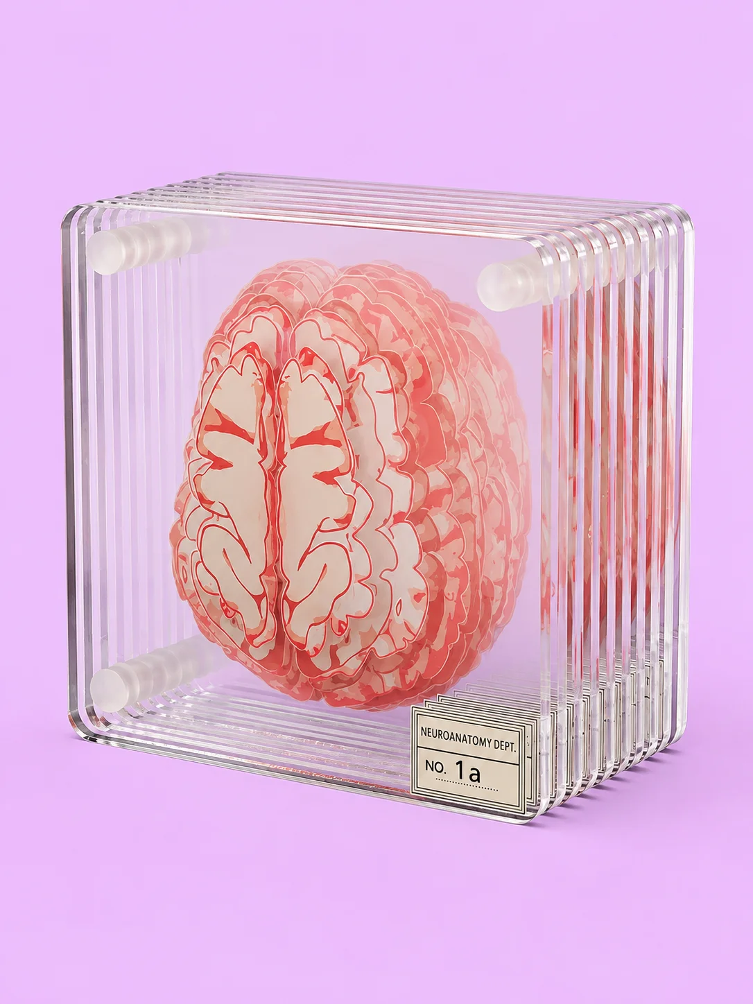 Set of 10 Brain Specimen Coasters product image (1)