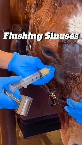 How To Flush Sinuses 😷
Get your practice kits and merch from vetventures-shop.fourthwall.com
#medicalinstagram #veterinarians...