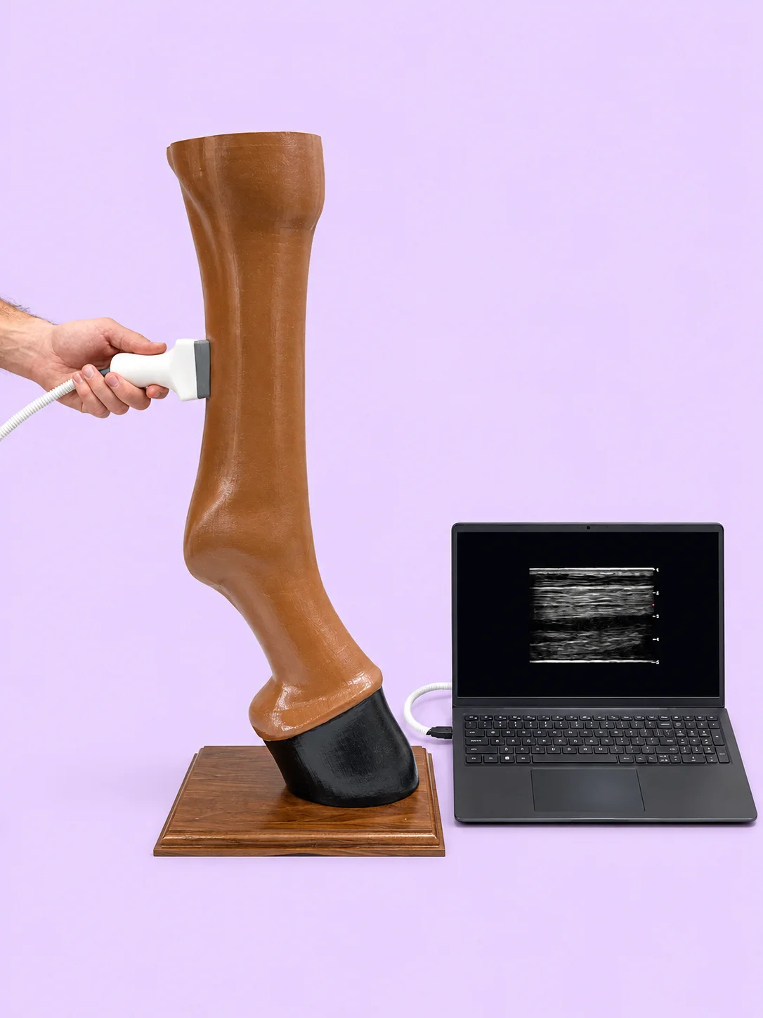 Equine Limb Ultrasound Simulator Kit product image (1)