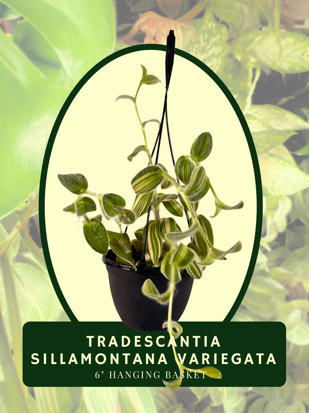 Tradescantia Sillamontana Variegata Hanging Basket product image (1)