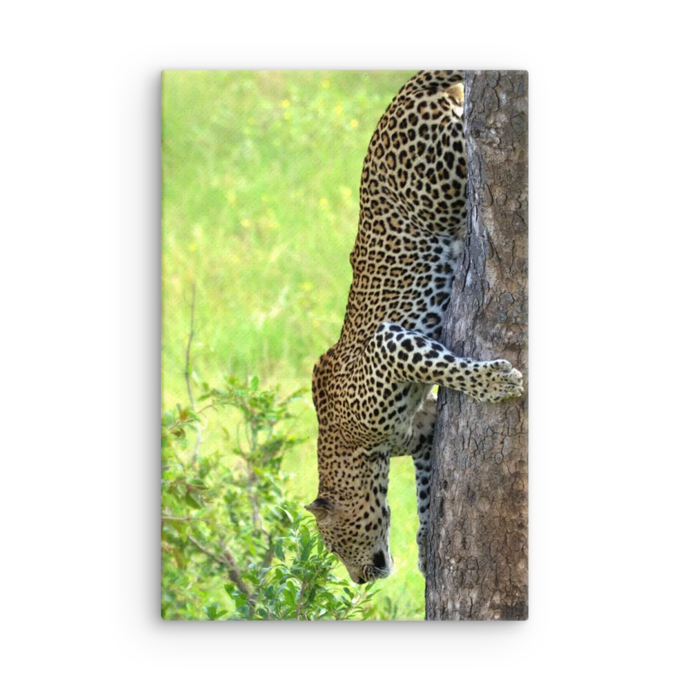 Leopard's Exit product image (3)