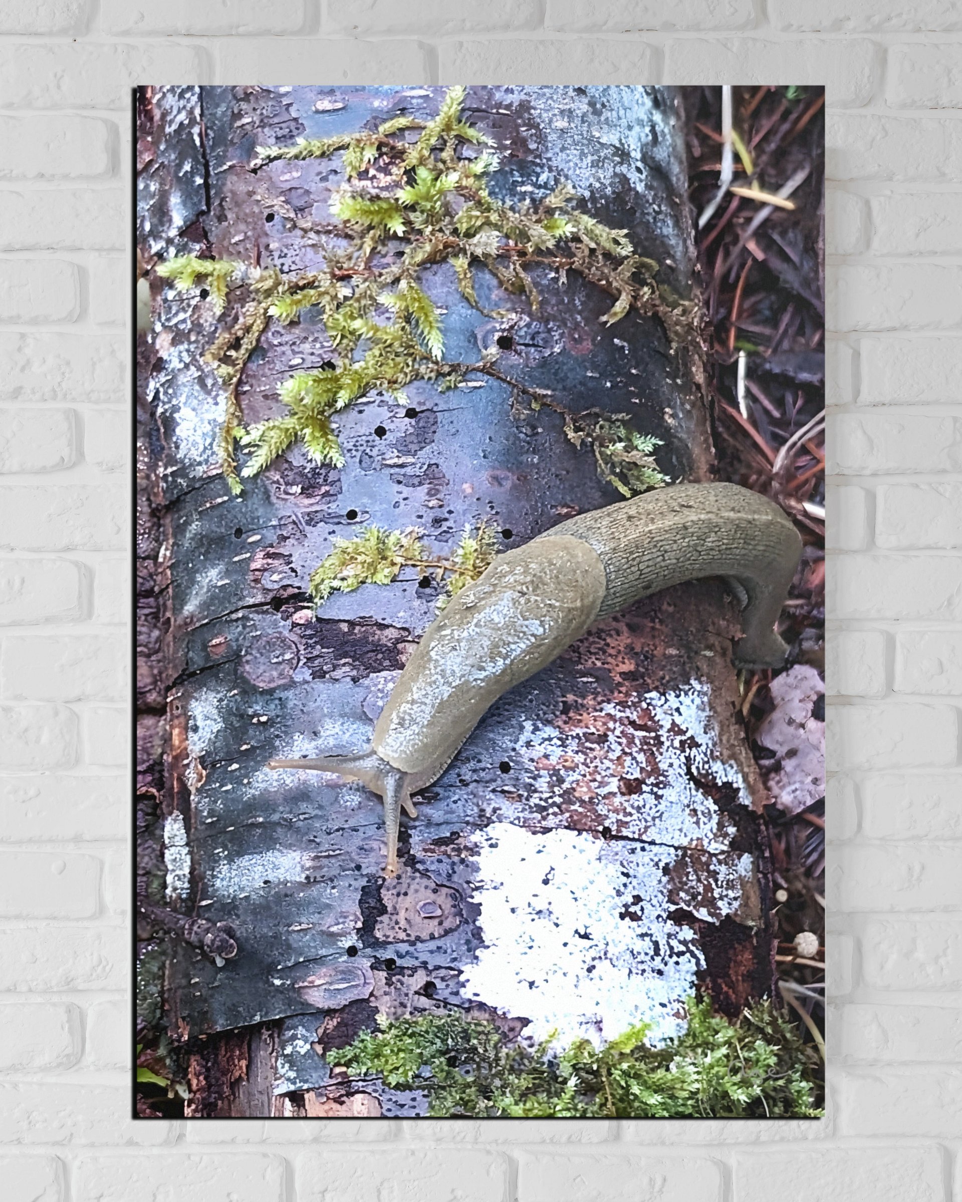 The Patient Explorer - Fine Art Print product image (3)