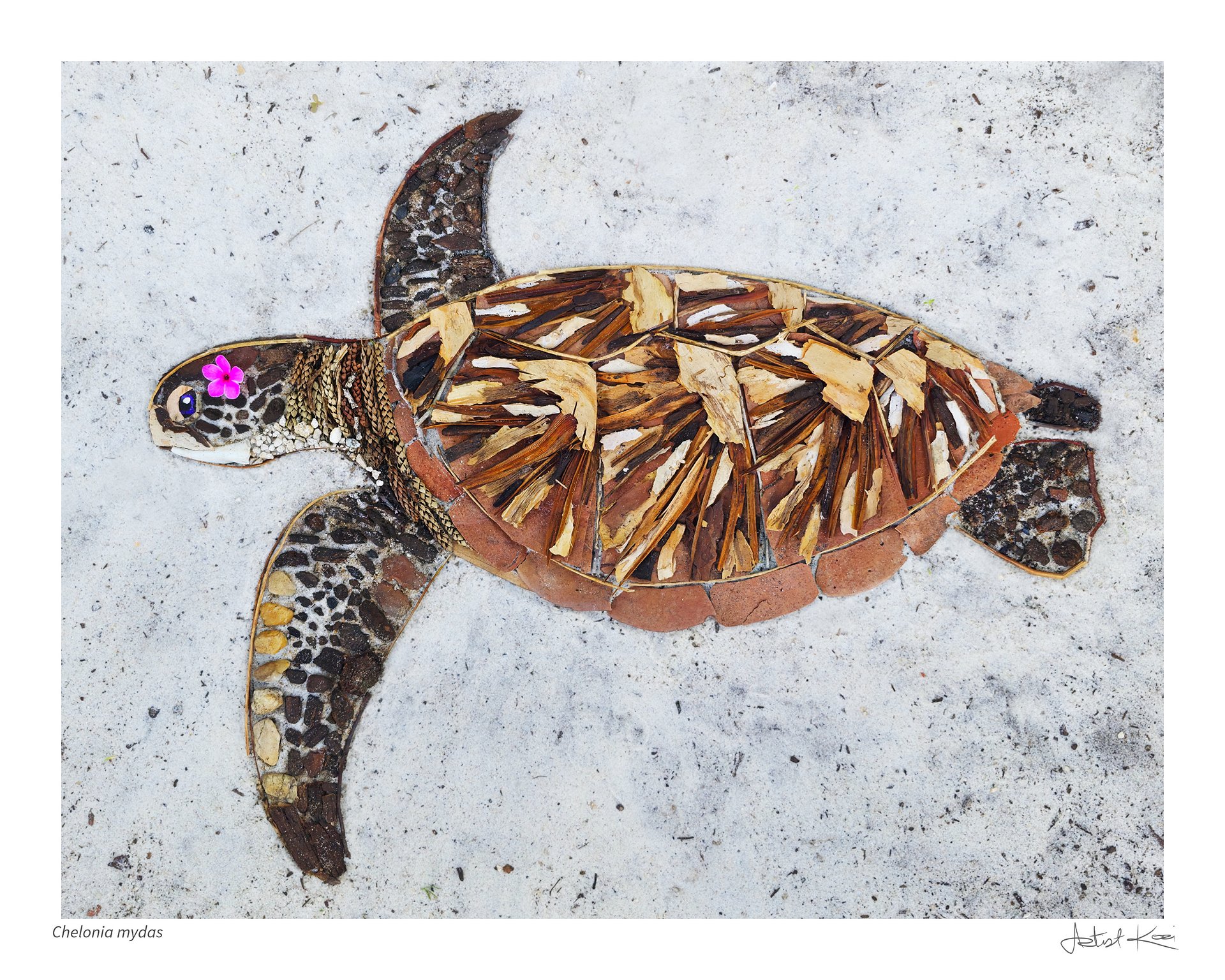 CHELONIA MYDAS | Nature Art Print - Ends June 23 product image (2)