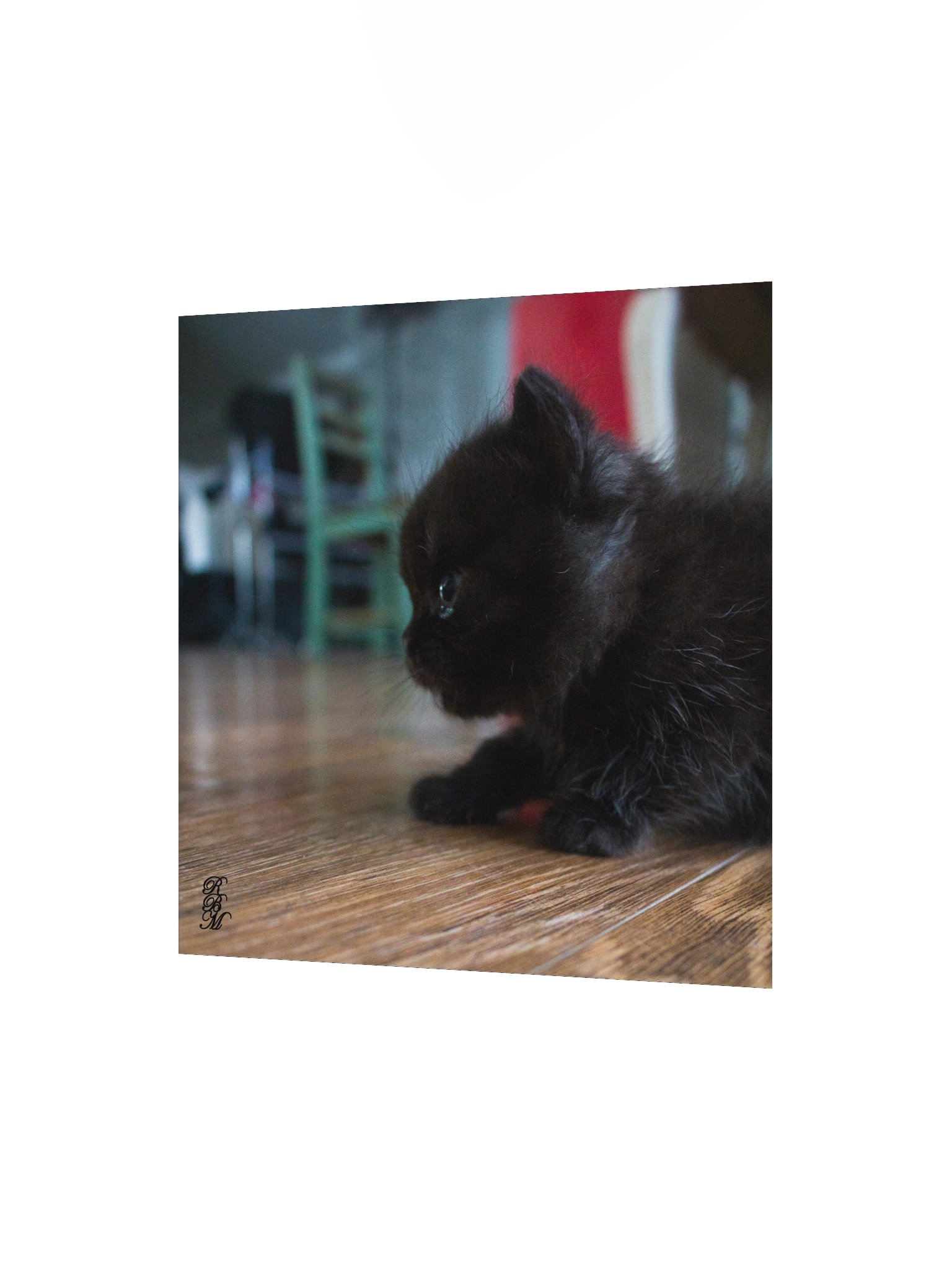 Black Kitten Up Close product image (8)