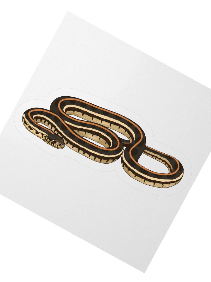 Plains Garter Snake - Thamnophis radix Sticker product image (5)