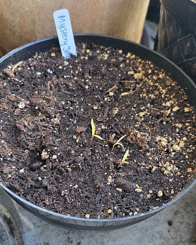 Mystery seeds have sprouted! Any guesses on what these are? The 1st sprouts are yellow and pale, so it's something I've never...