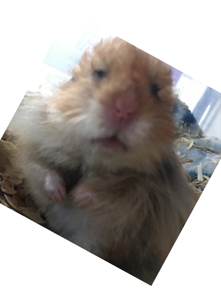 Dreamy Hamster Kiss Cut Stickers product image (5)