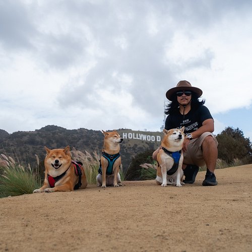 Sound Speed, Take 1, Roll Camera, Set, Mark, annnnd Shibaaaah! #shiba #redcoatcartel #hollywoodshiba #adventureshiba