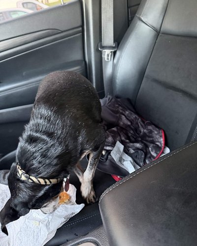 🖤🌈 Today, I had to say goodbye to my sweet Rascal.

On Monday, Rascal suffered his first and only seizure. Seeing how much hi...
