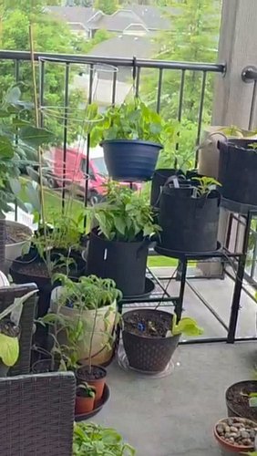 June Balcony Container Garden Tour 2026