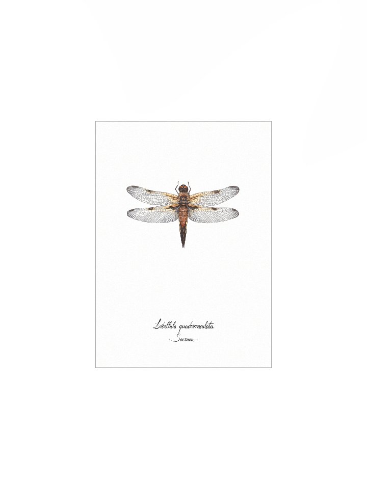 Libellula Quadrimaculata • Print product image (1)