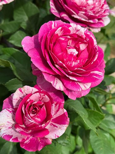 Show Your Stripes from @jacksonandperkins is the best cut flower in my garden! The blooms last so long in the vase and perfum...