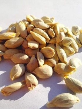Lemon seeds ( Sri Lanka ) product image (1)