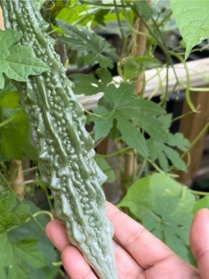 Bitter gourd plant #london #plants #garden 