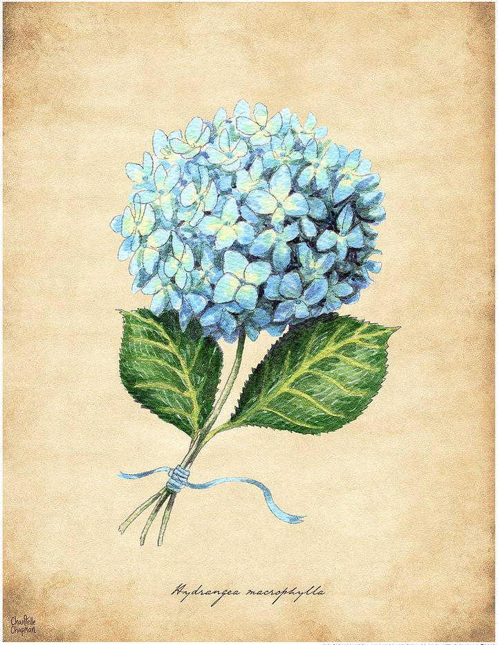 Hydrangea - Art Print product image (2)