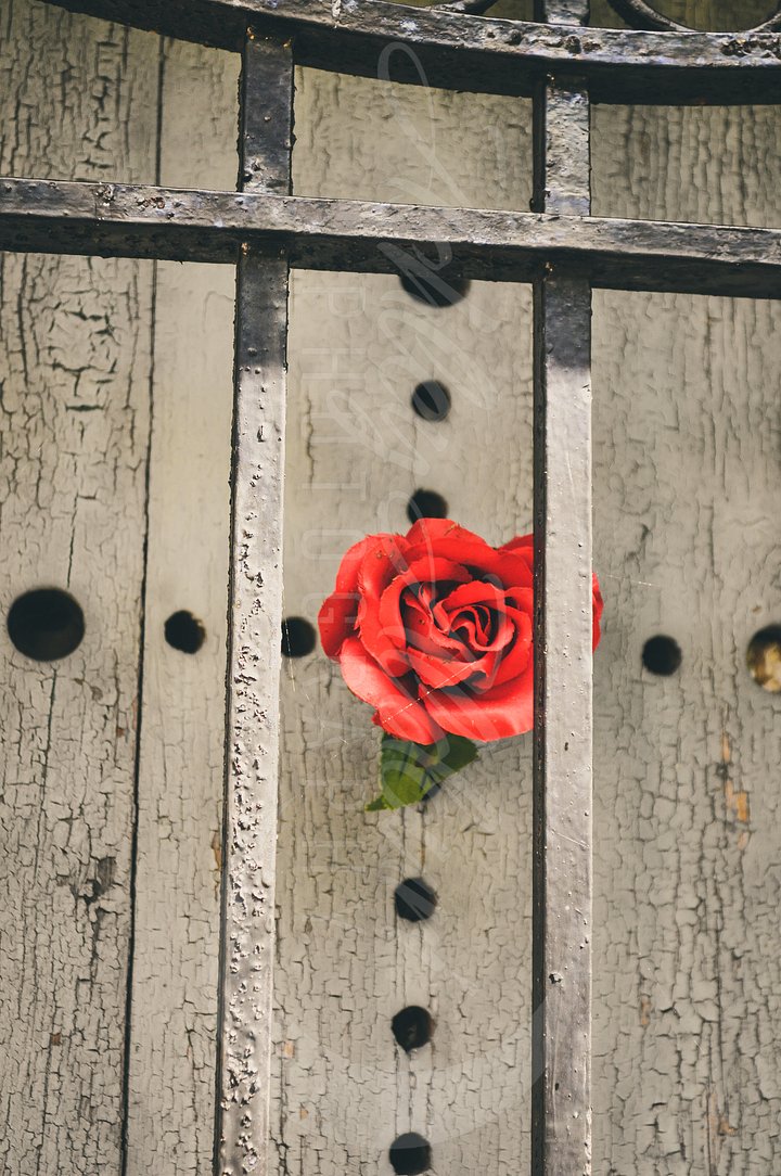 Elegy in Crimson product image (1)