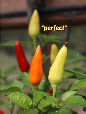A short video about finding inspiration in vegetables. 