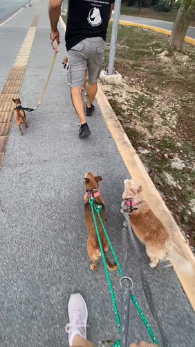 Lovely walk with the pack. 

#dogwalking #walkies #rescuedogs